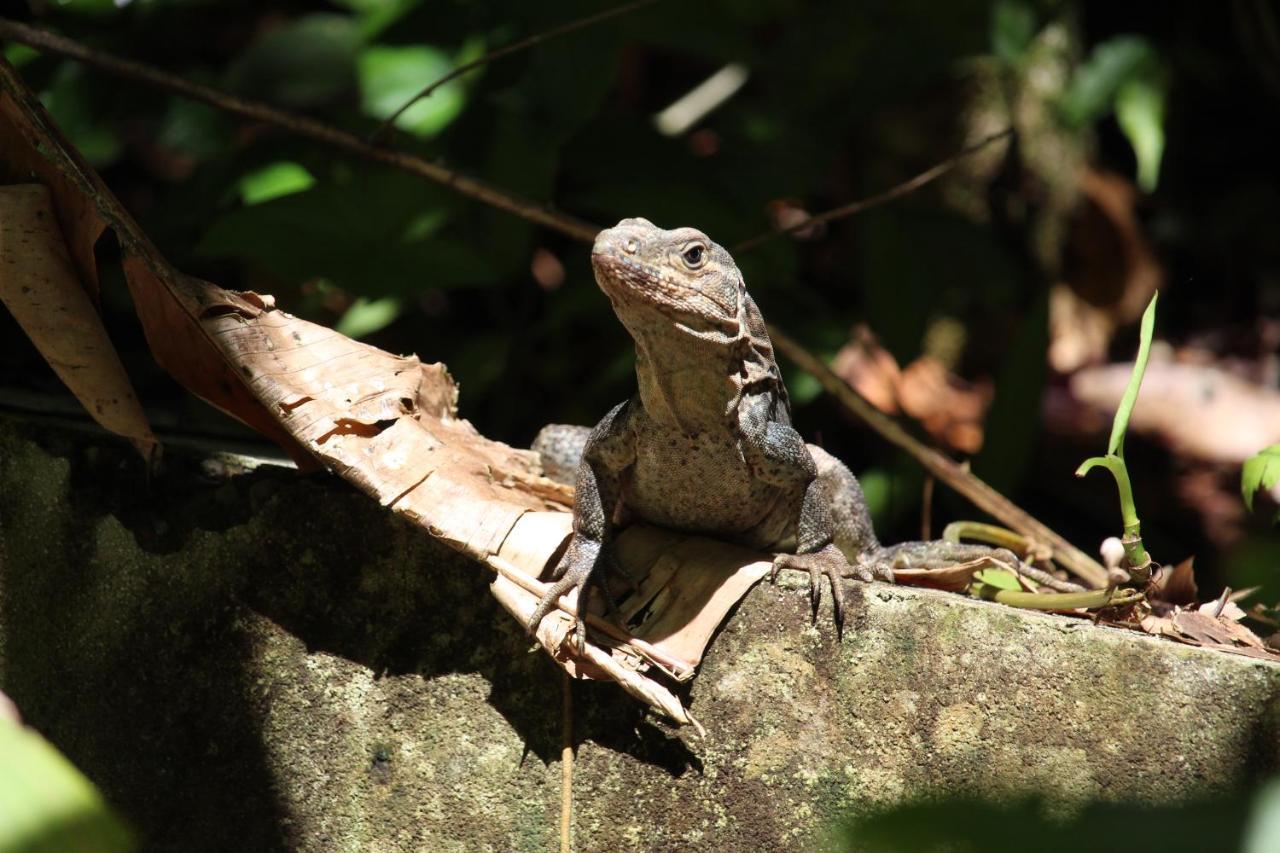 Iguana Libre Hotel Dominical Kültér fotó