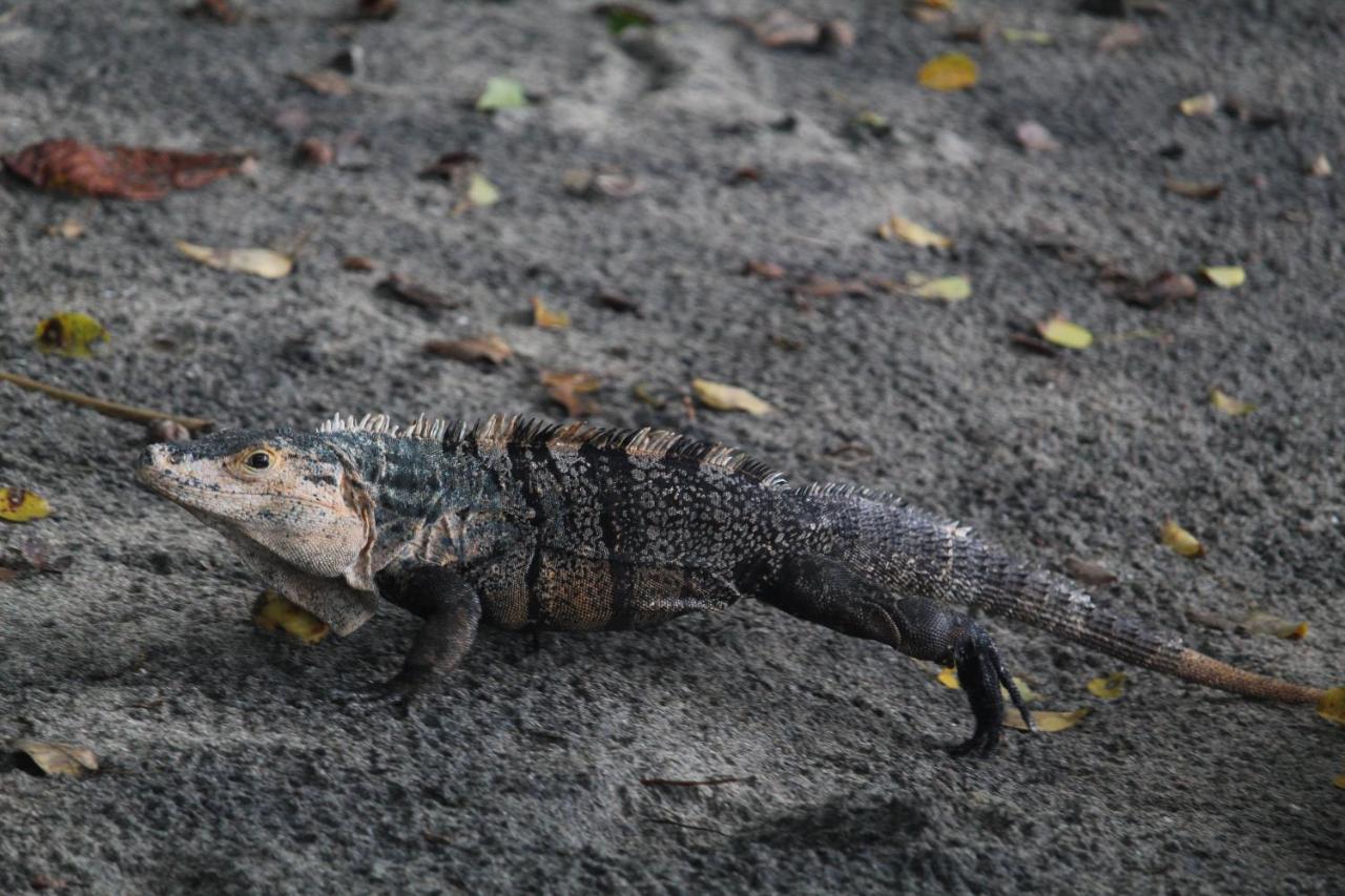 Iguana Libre Hotel Dominical Kültér fotó